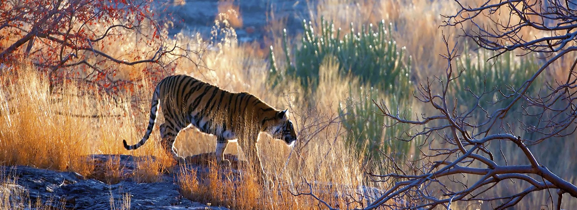 Golden Triangle Tour With Bharatpur and Ranthambore